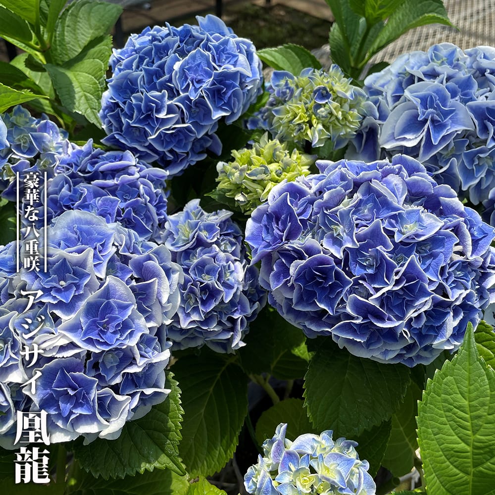 アジサイ 凰龍 