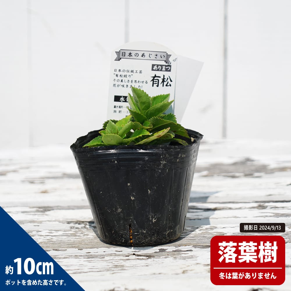 アジサイ 有松 1