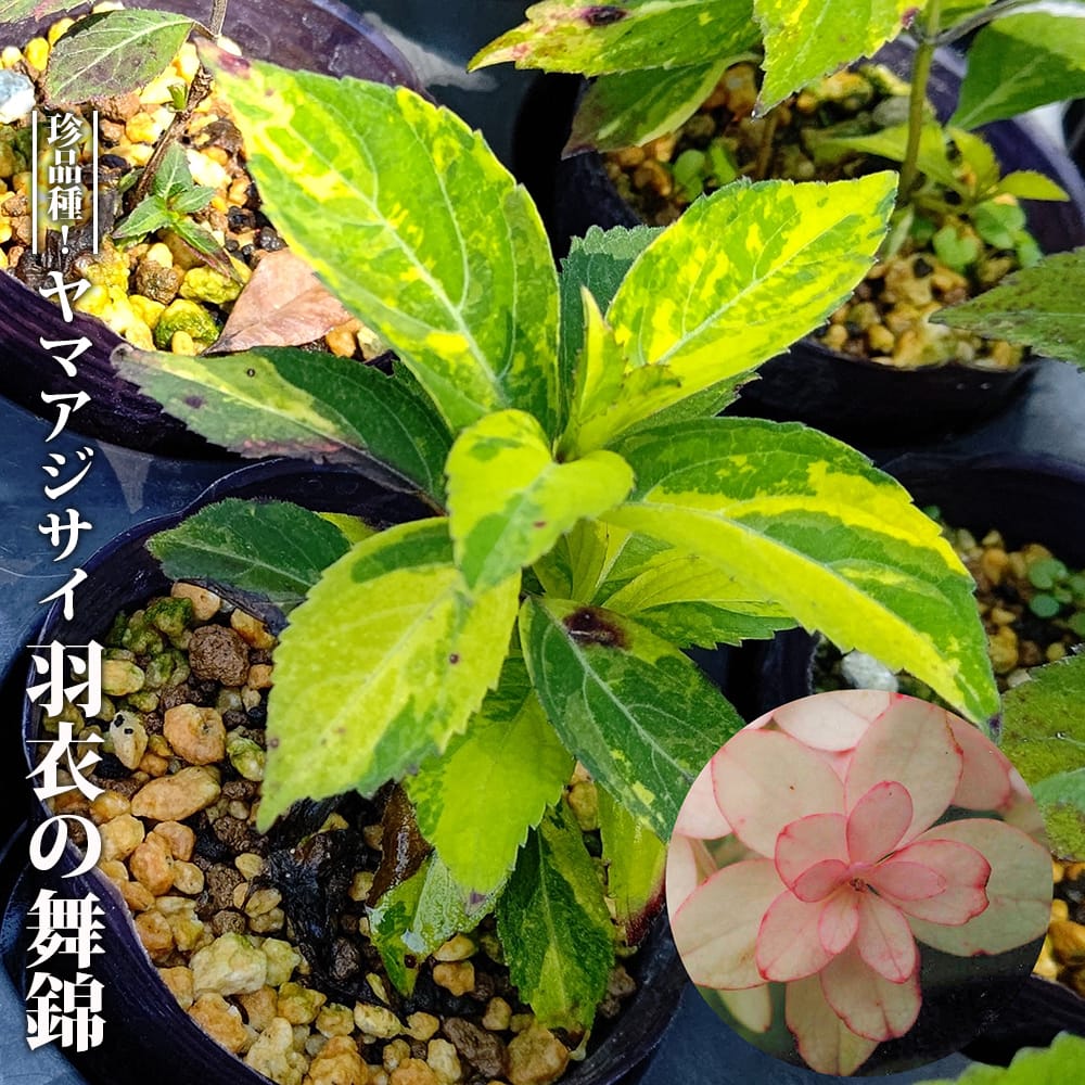 アジサイ 羽衣の舞錦