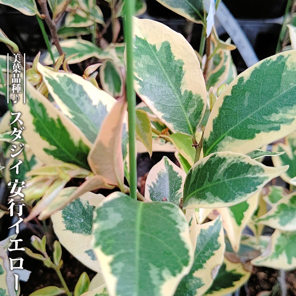 スダジイ 安行イエロー 