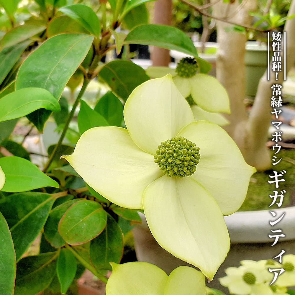 常緑ヤマボウシ ギガンティア
