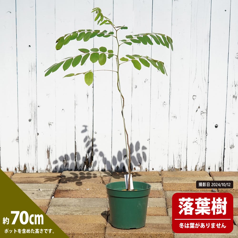 シャワーツリー ピンクシャワーツリー 