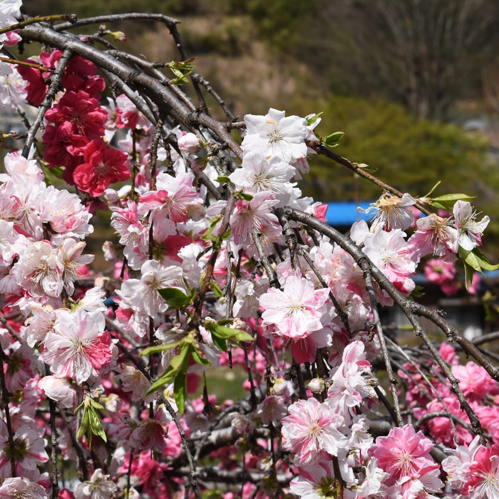 ハナモモ 源平枝垂れ 1