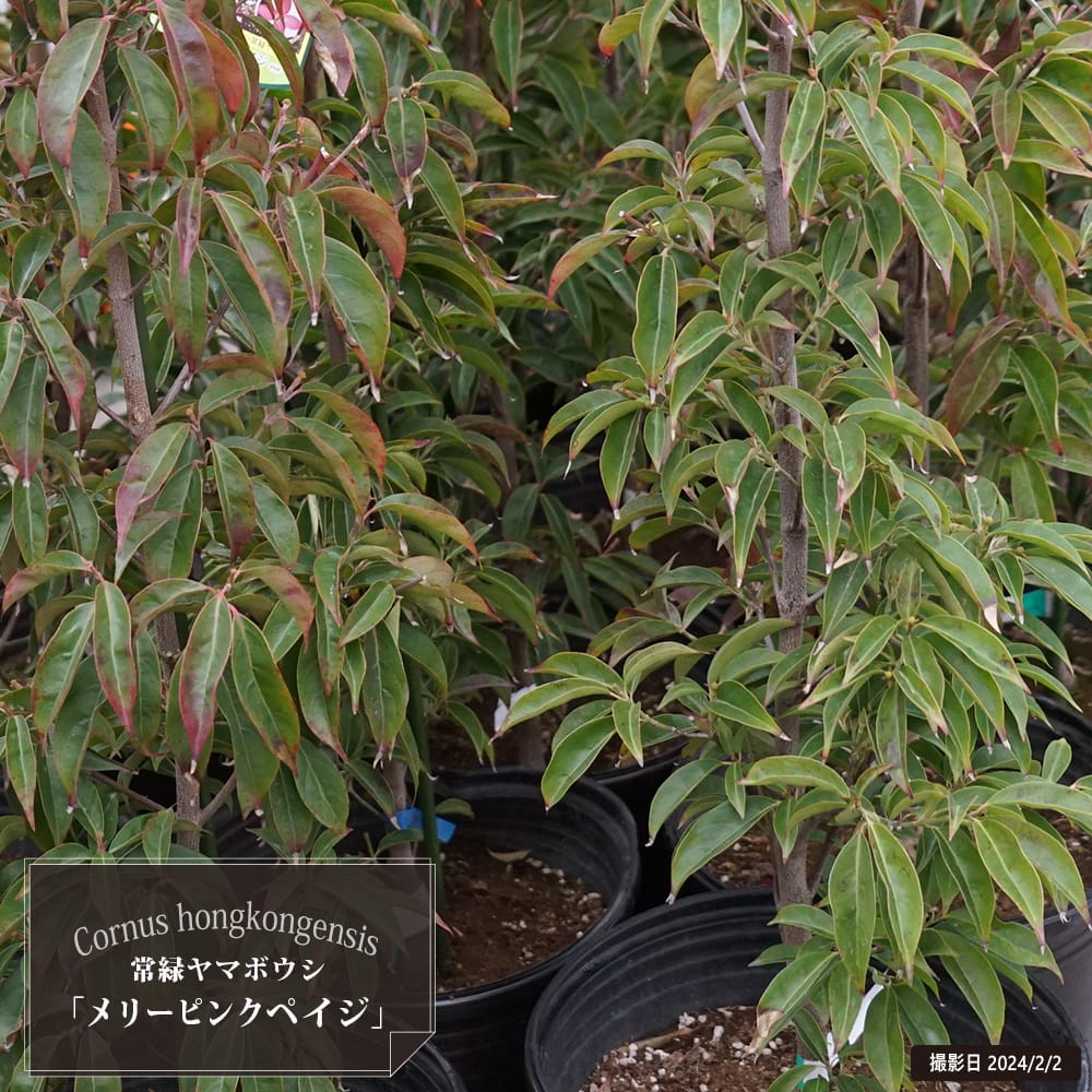 常緑ヤマボウシ メリーピンクペイジ 