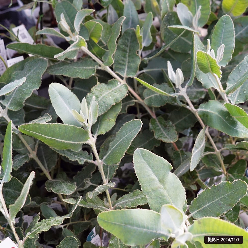 ユーカリ プレウロカルバ 1