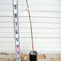 果樹の主幹を短く切る理由