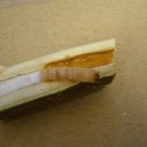 テッポウムシ（カミキリムシ）の予防法