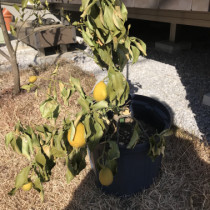 枯れそうなレモンの木を復活させる方法