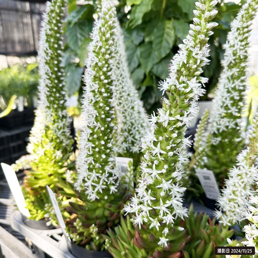 ツメレンゲ ツメレンゲ 4