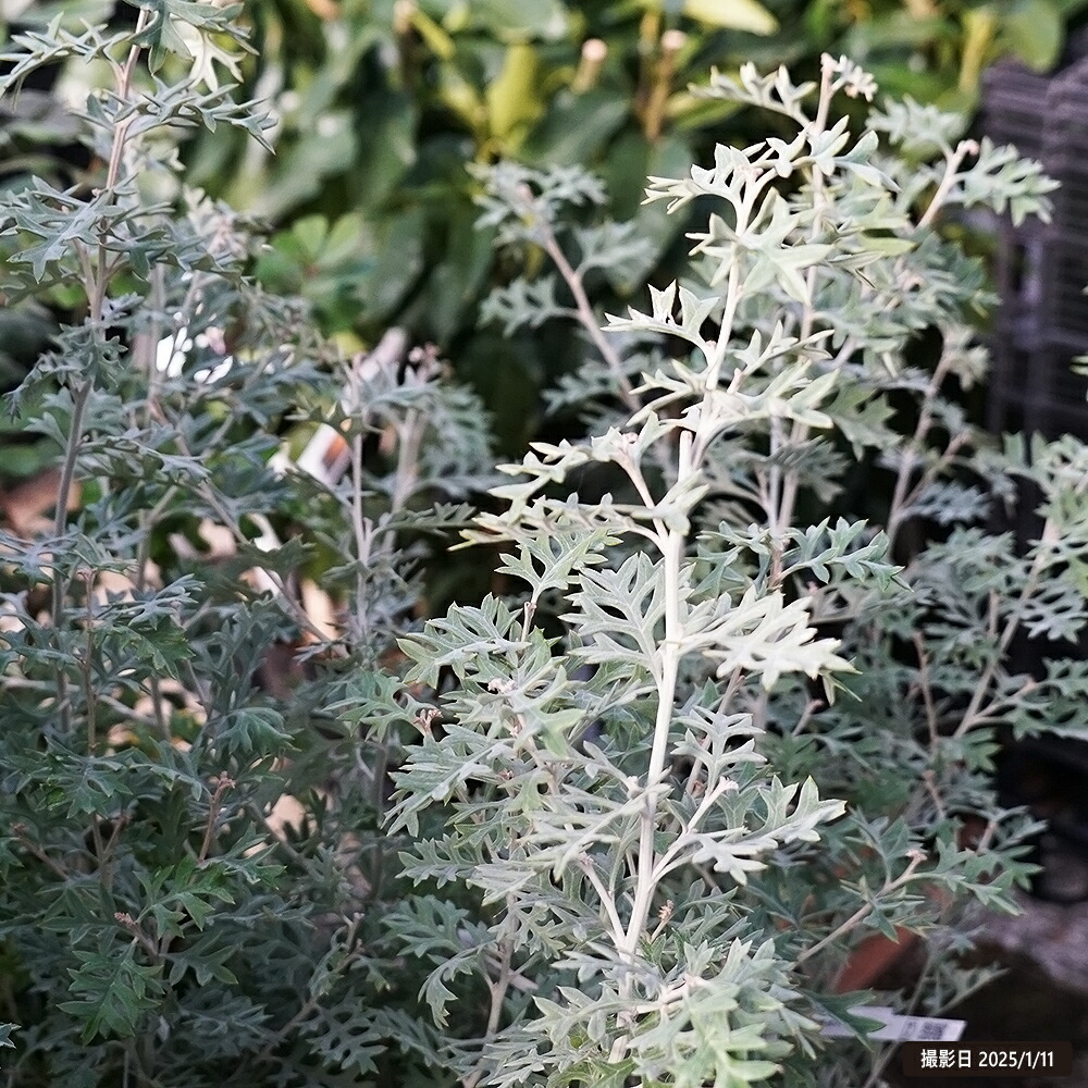 グレビレア ロック 1