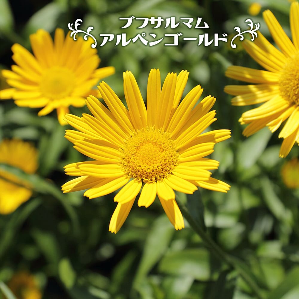 ブフサルマム アルペンゴールド