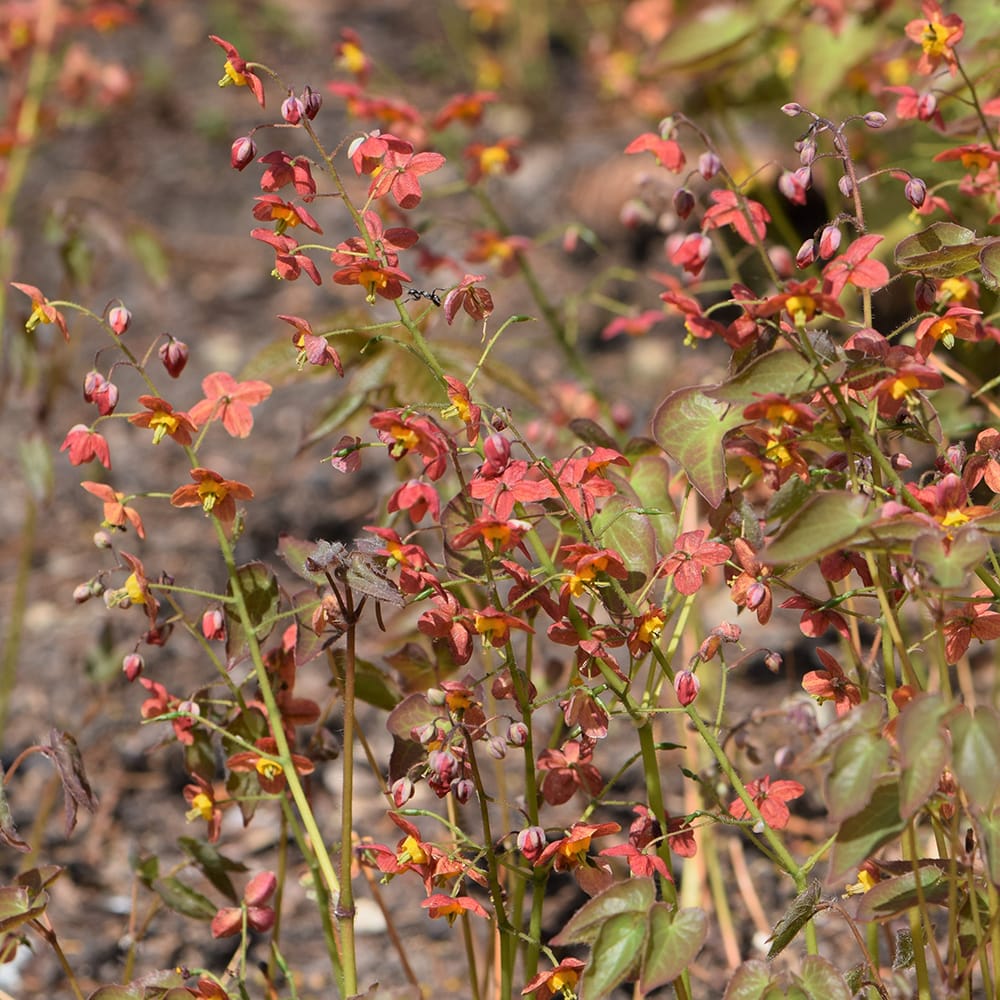 エピメディウム ワールエンセ 1