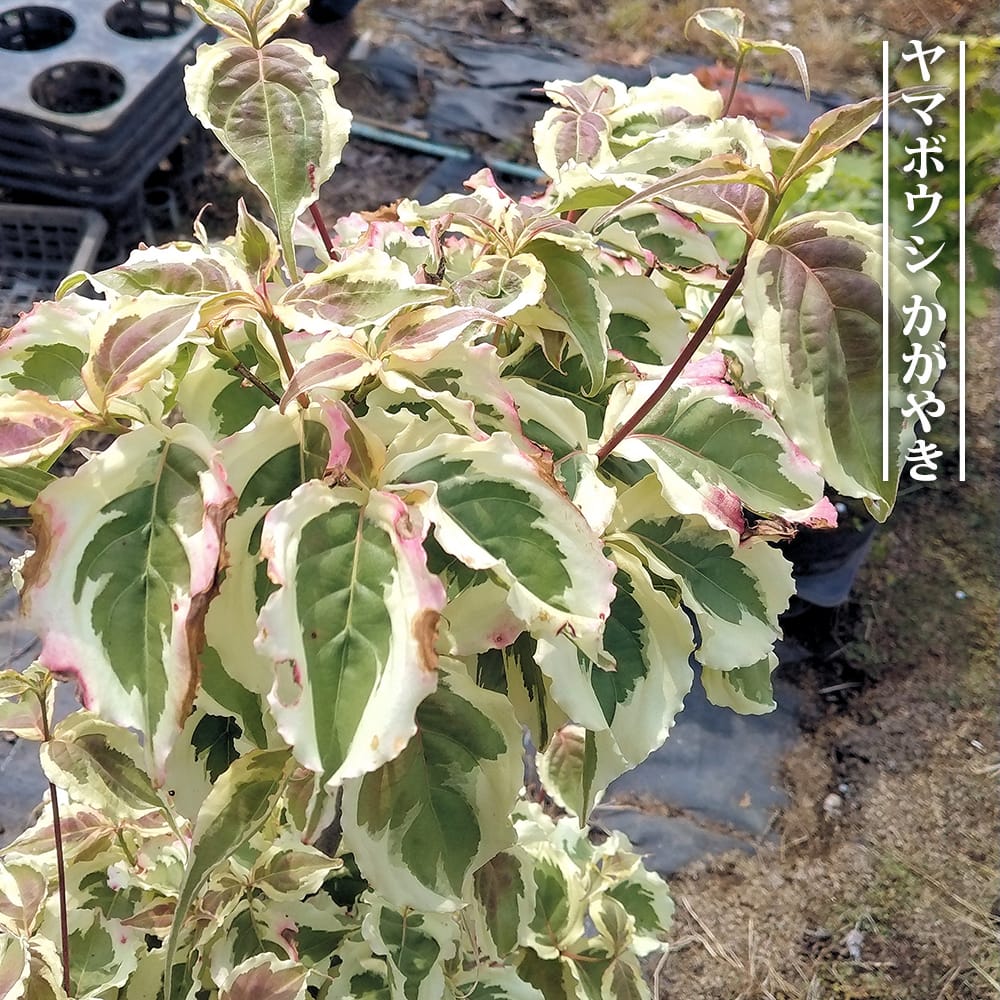 ヤマボウシ かがやき