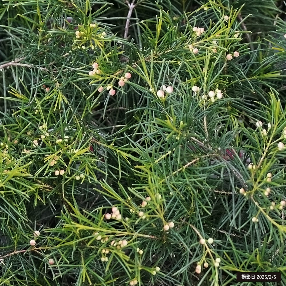 ワックスフラワー ワックスフラワー 1