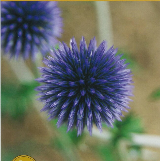 エキノプス （ルリタマアザミ） タプローブルー の花