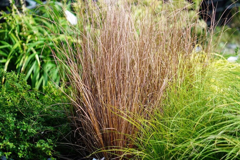 カレックス ファイヤーフォックス