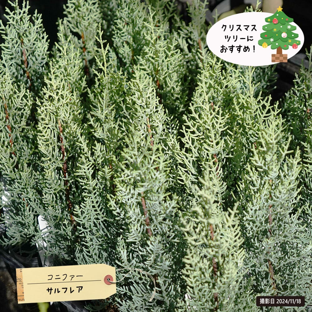 コニファー サルフレア