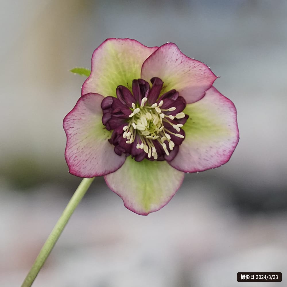 クリスマスローズ チェリーシフォン 1