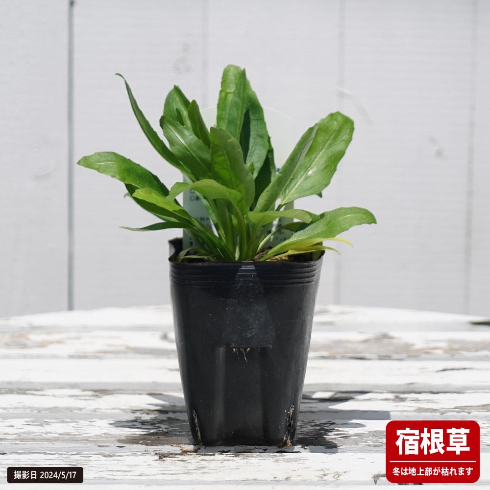 フィソステギア ローズクイーン 1