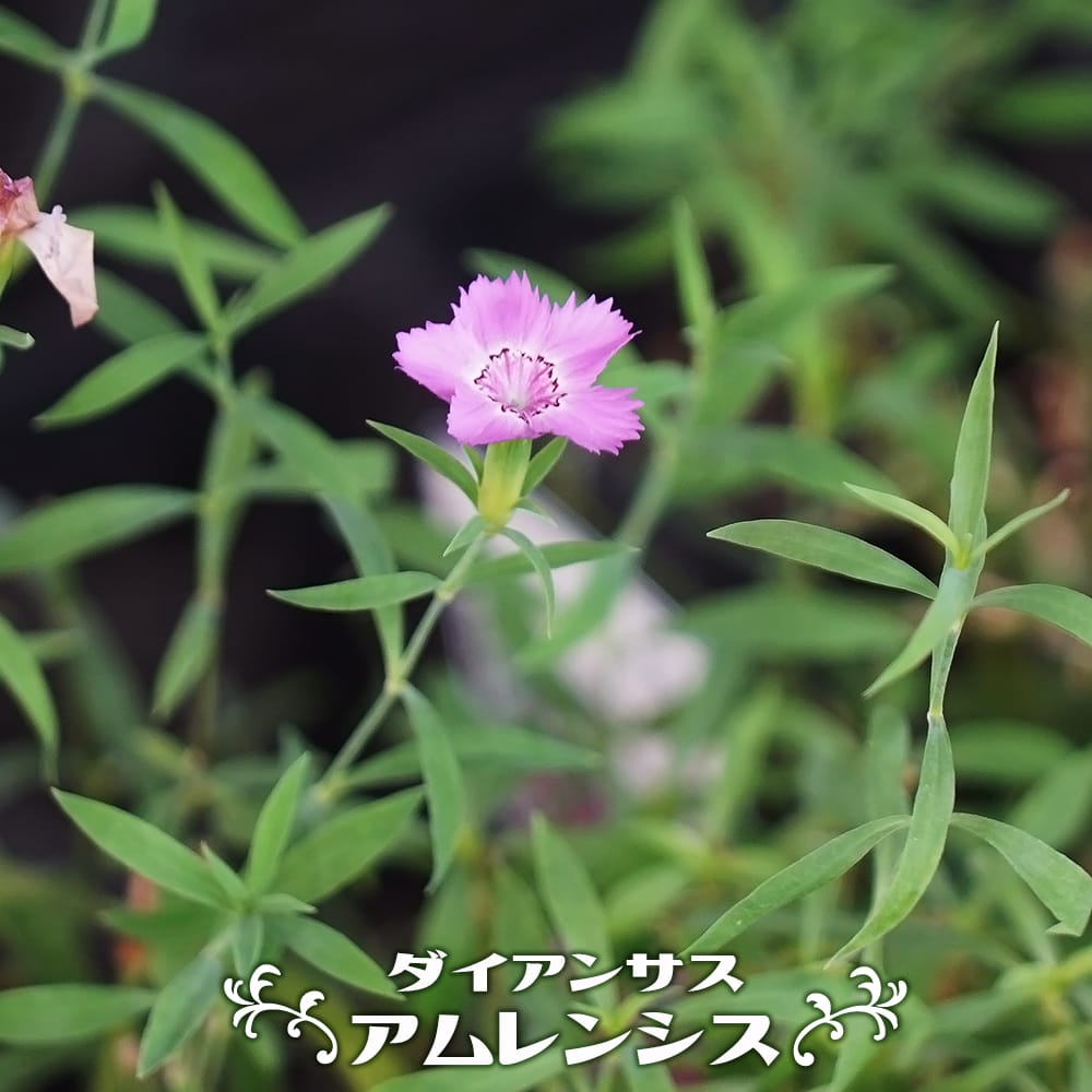 ダイアンサス (なでしこ) アムレンシス