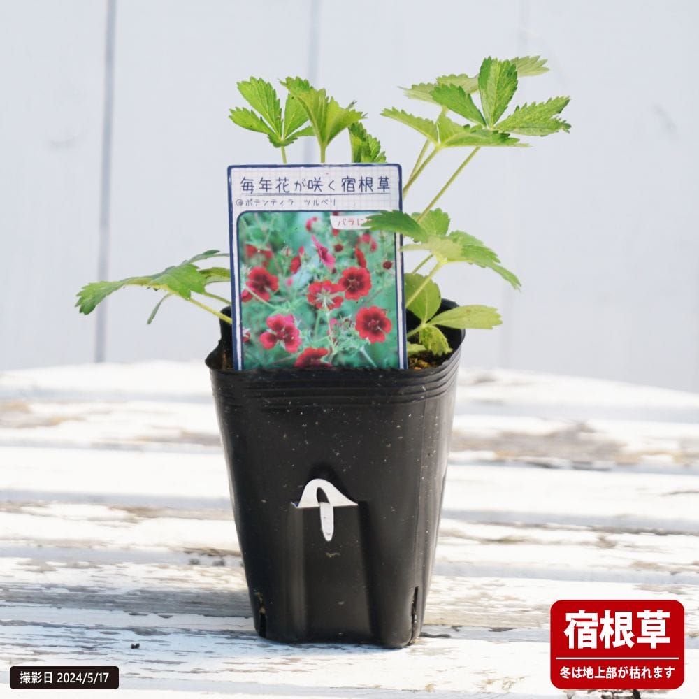 ポテンティラ ツルベリ 1