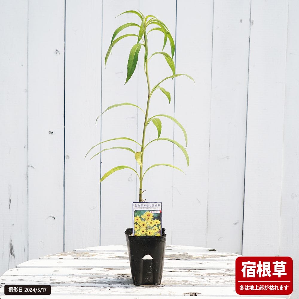 ヘリアンサス マクシミリアーニ 1