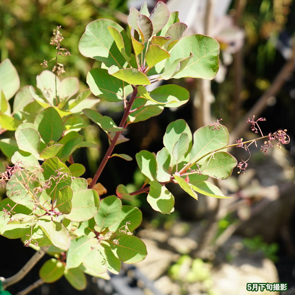 スモークツリー ルビーハート 3