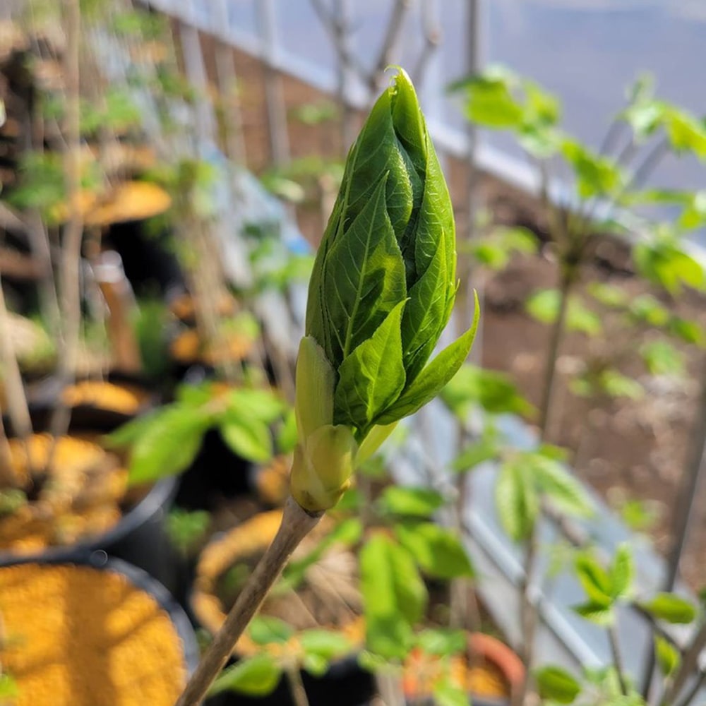 タカノツメ タカノツメ 1