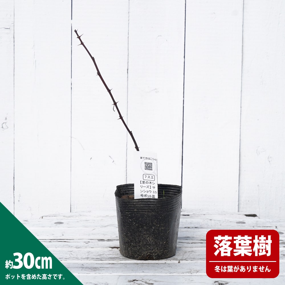 サンショウ サンショウ 1