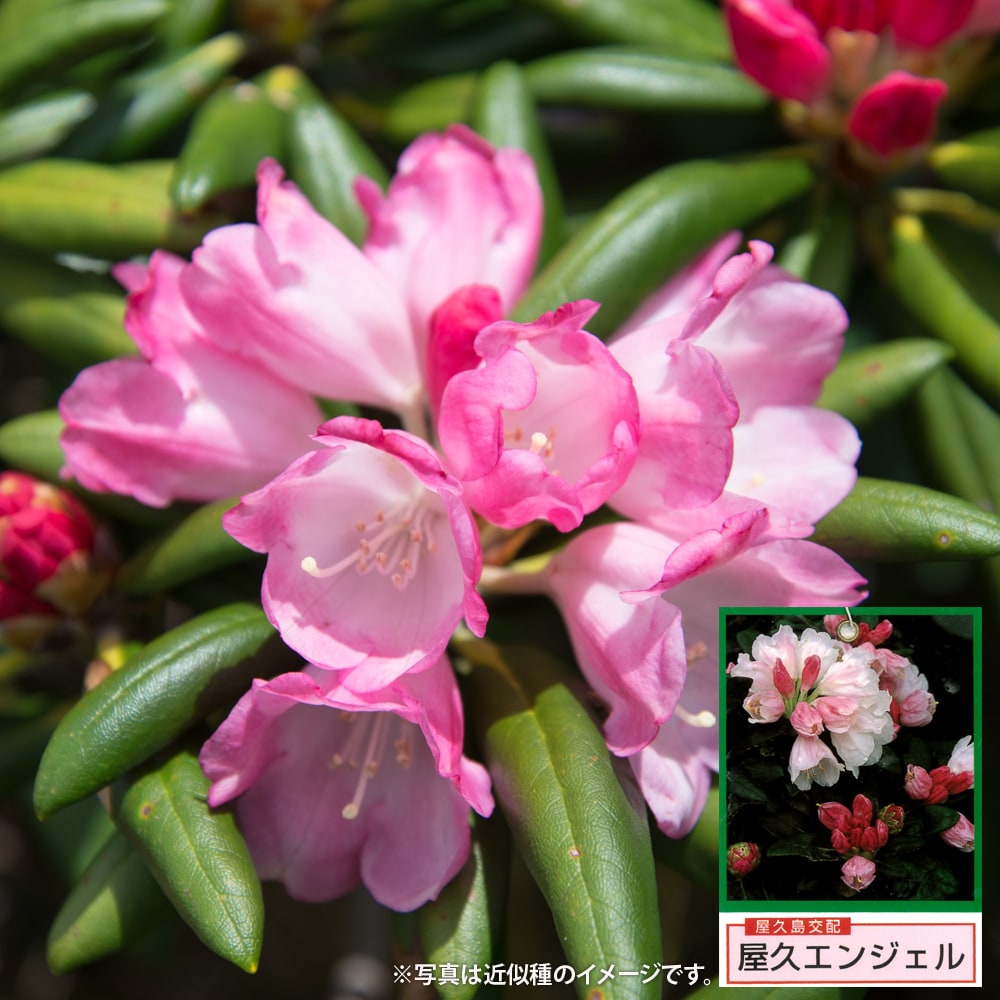 シャクナゲ 屋久エンジェル 