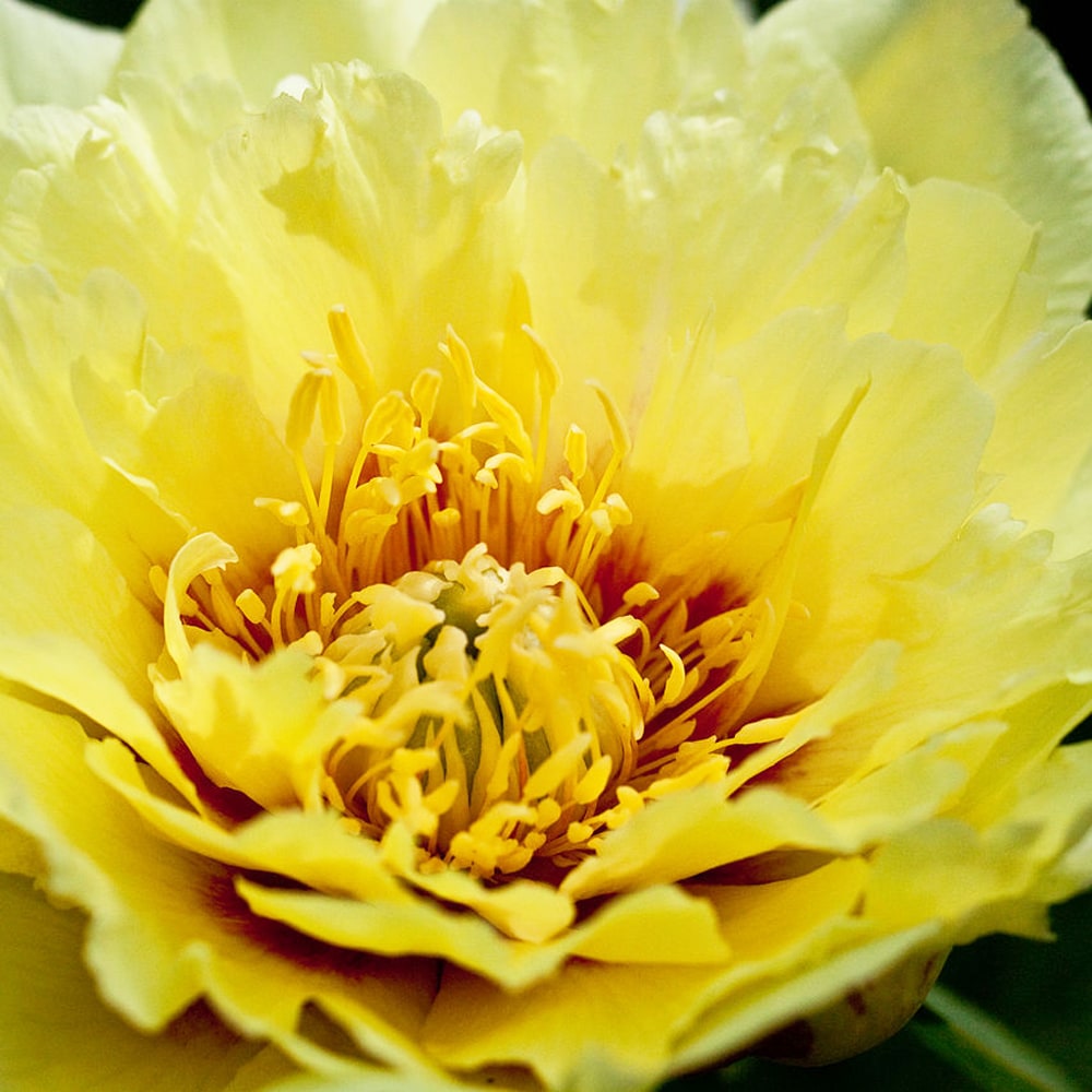 芍薬 オリエンタルゴールド 1