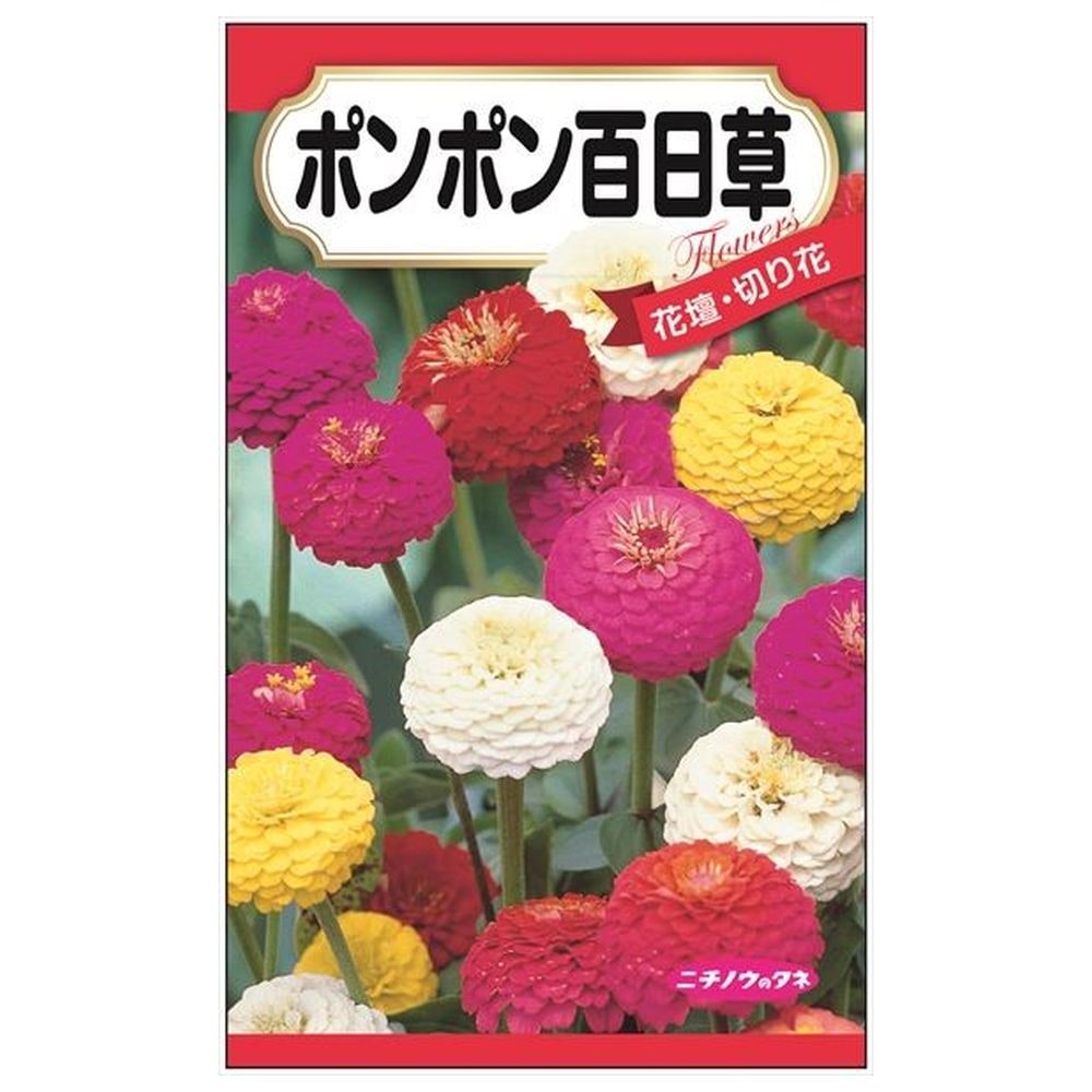 150円花種子 ポンポン百日草 