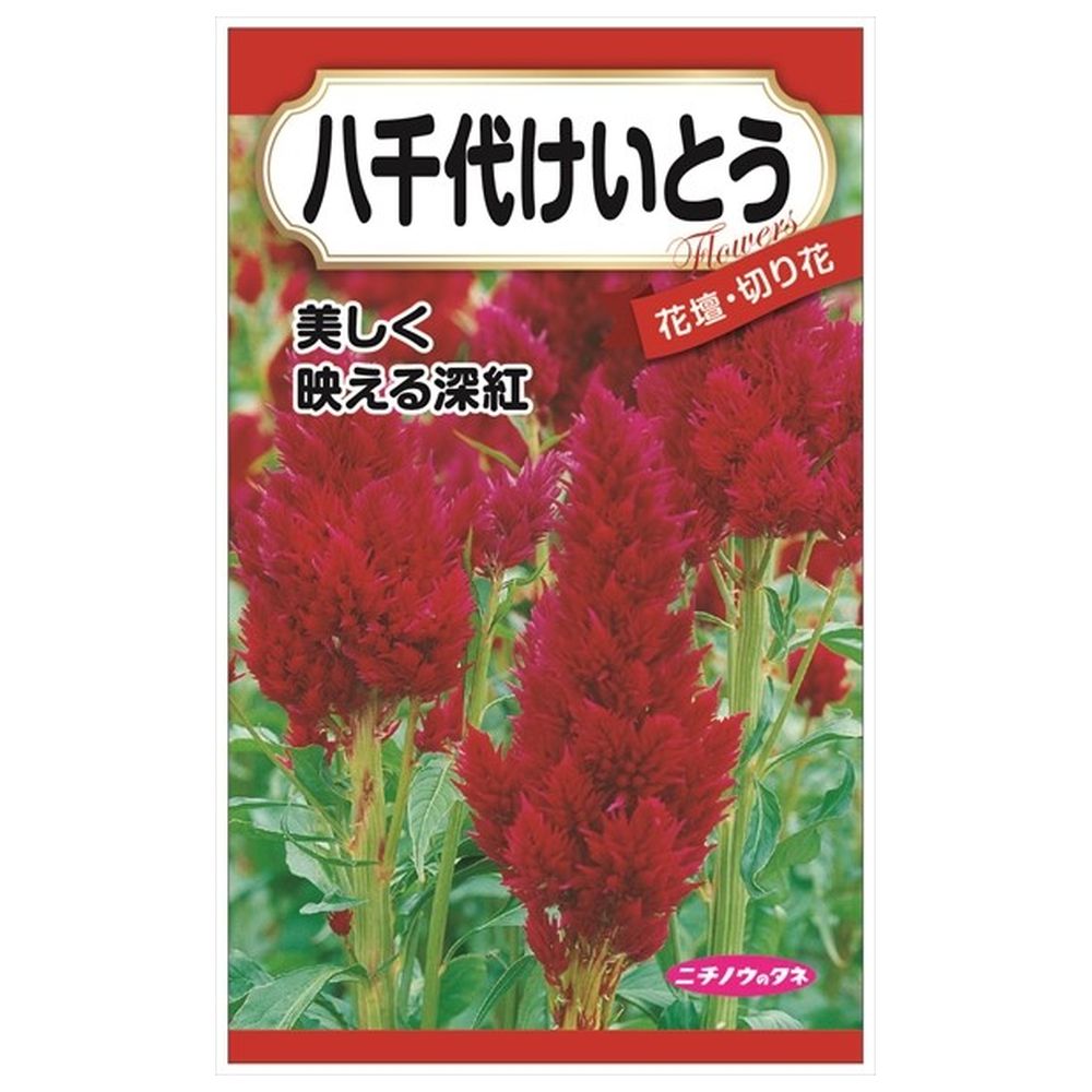 200円花種子 八千代けいとう 
