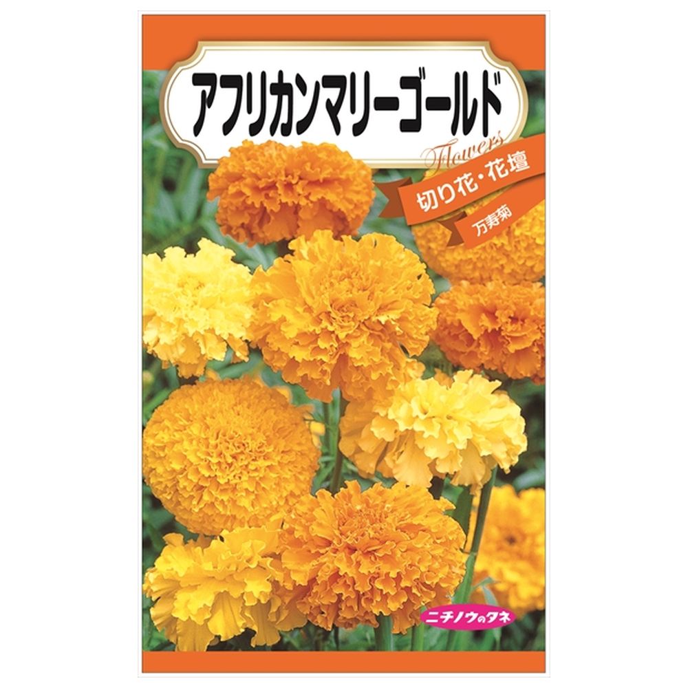 マリーゴールド アフリカンマリーゴールド 1