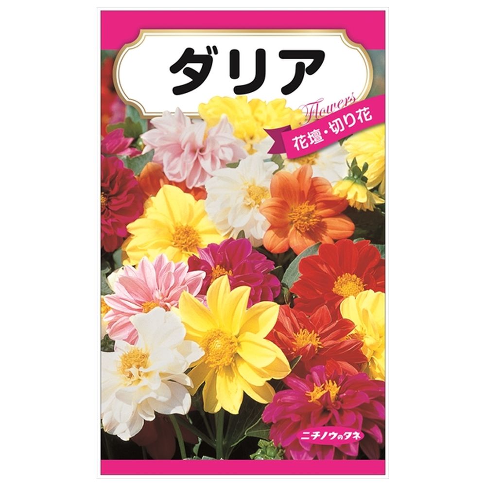 200円花種子 ダリア 