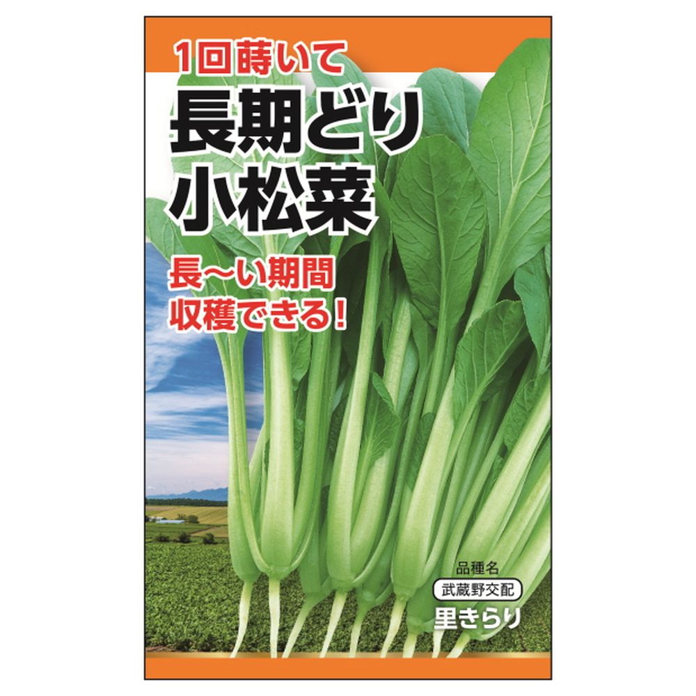 葉菜 長期どり小松菜