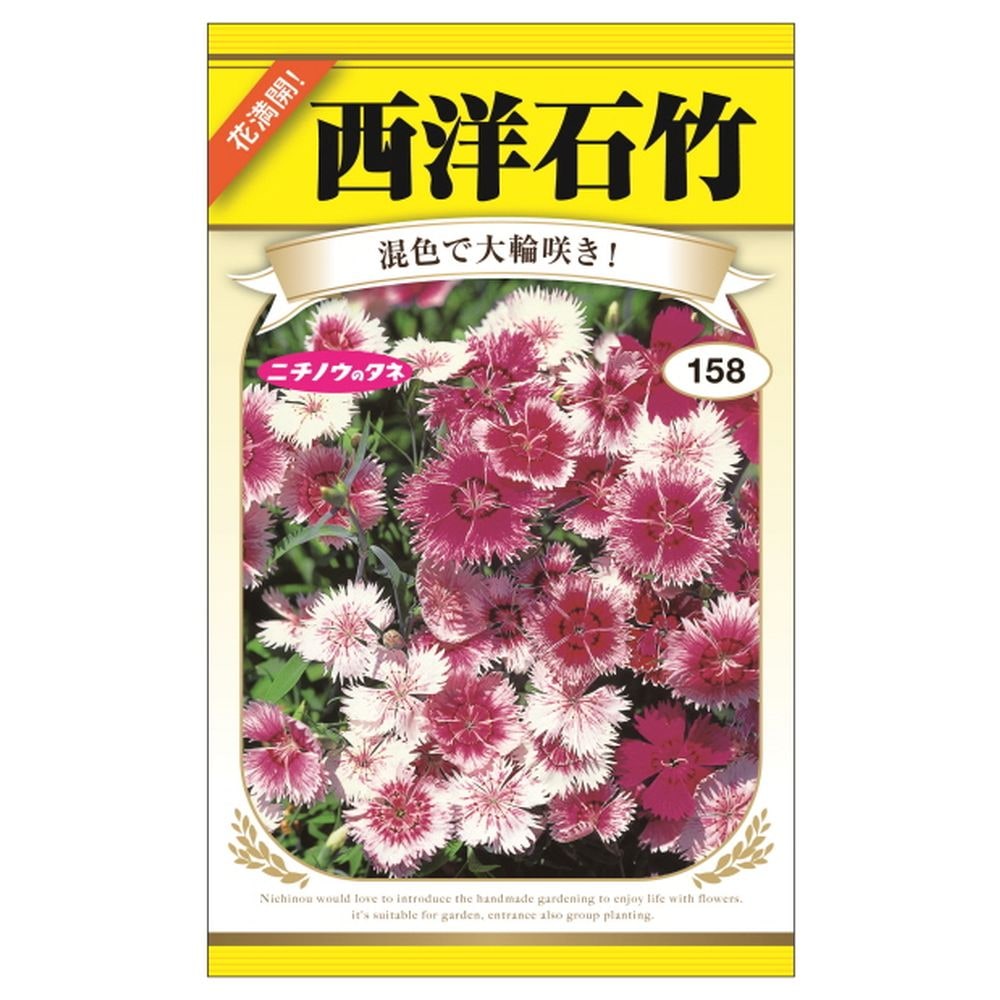 セキチク 西洋石竹 