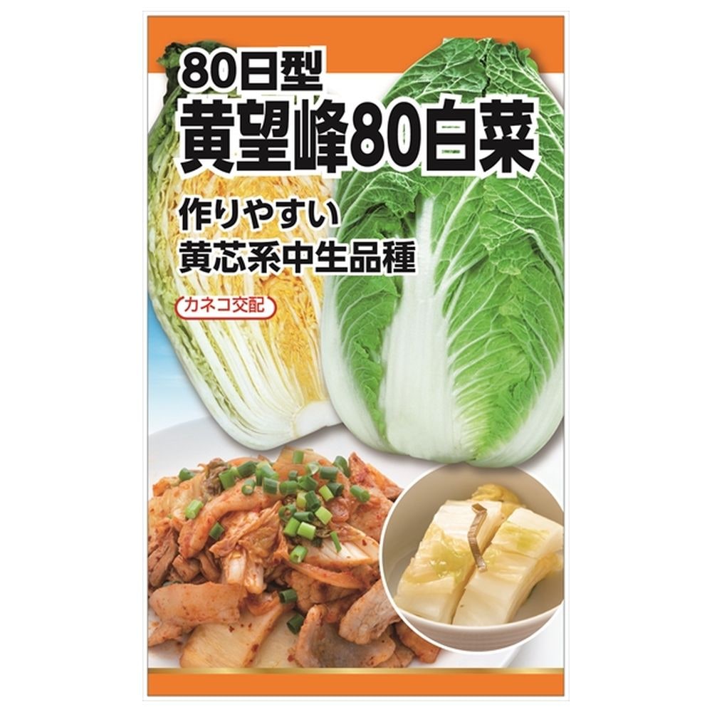 白菜 黄望峰80白菜 