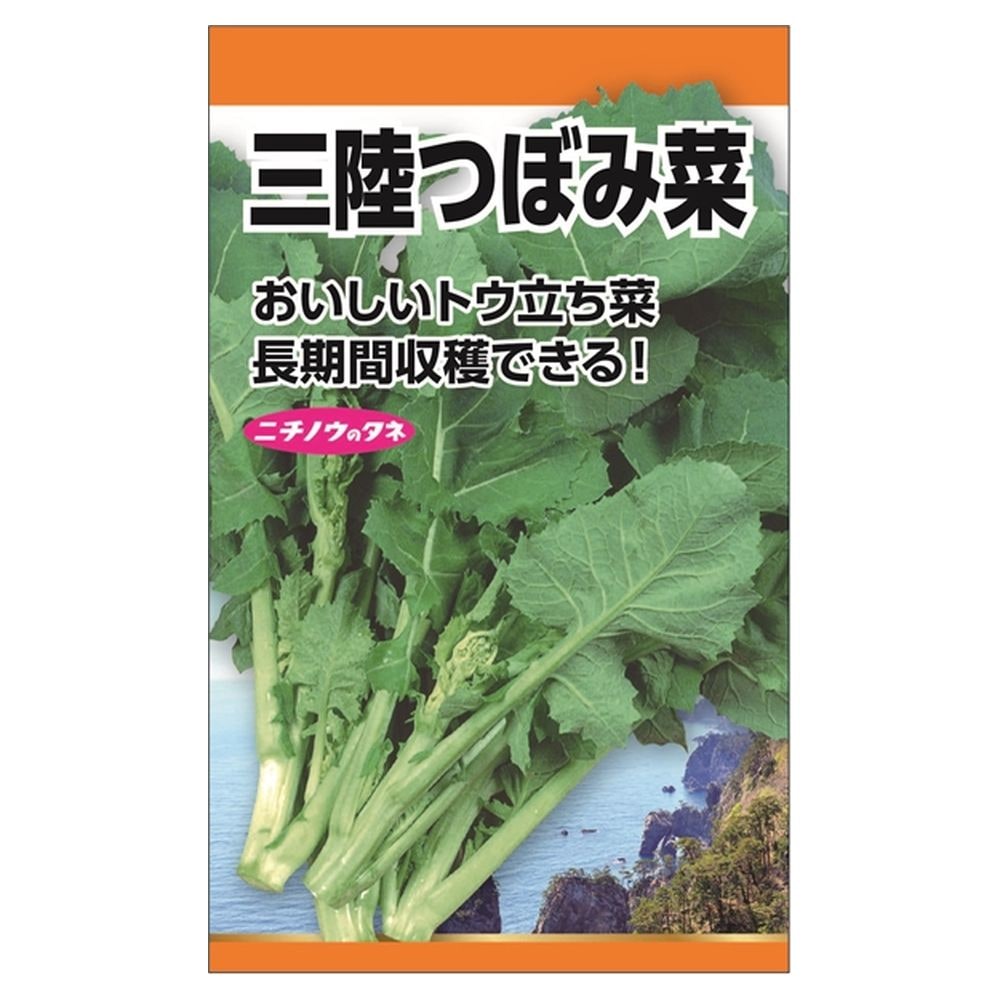 冬菜 三陸つぼみ菜 2