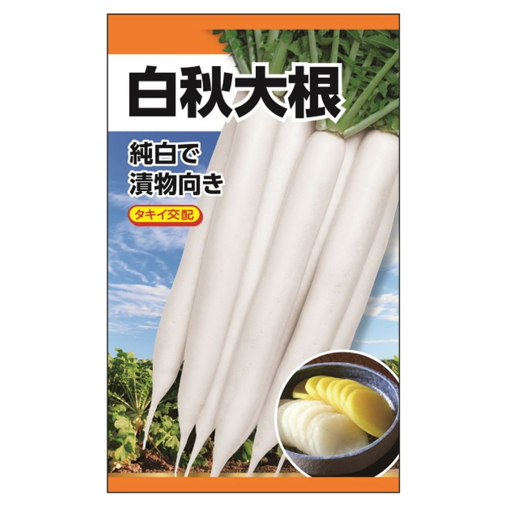 大根 白秋大根