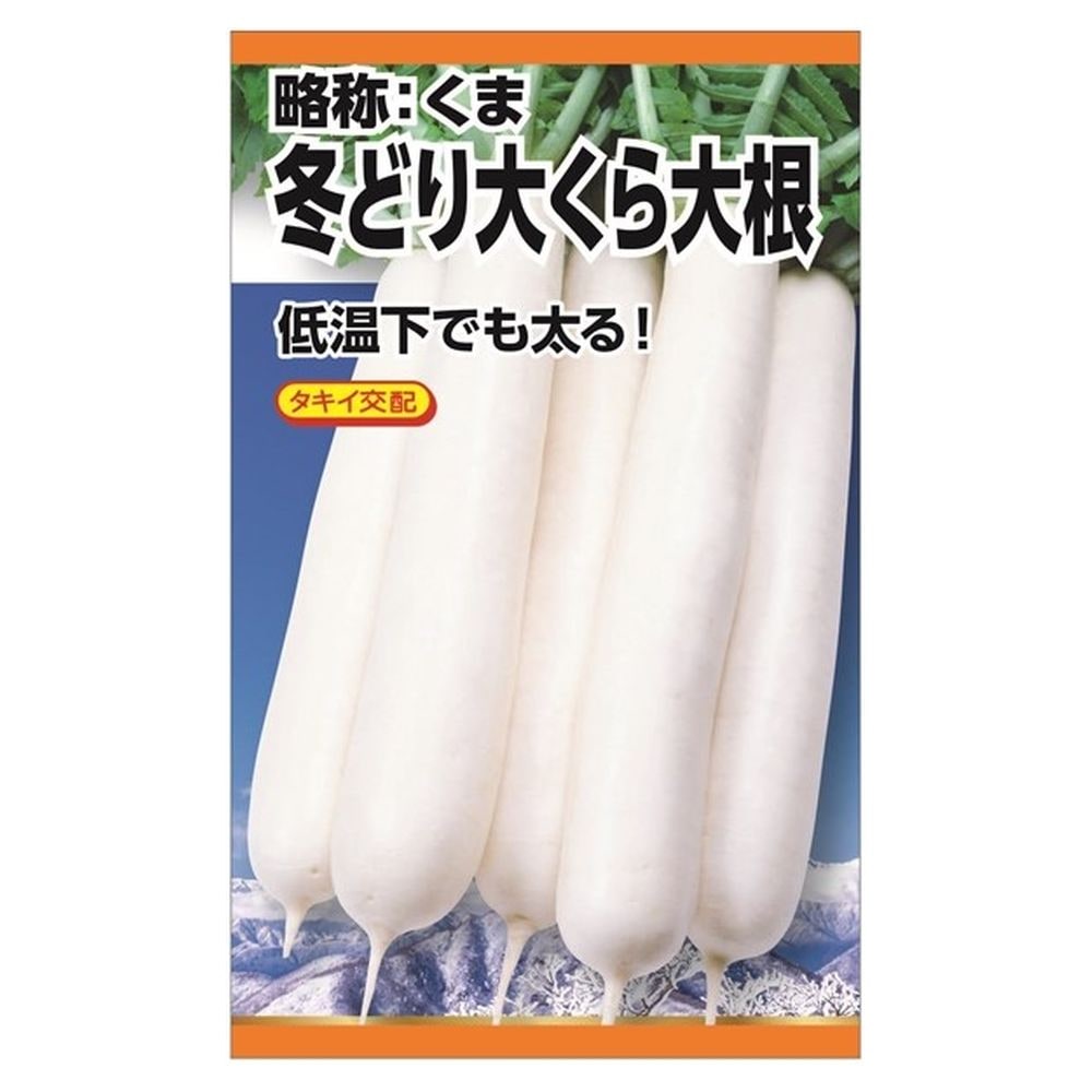 大根 冬どり大蔵大根 