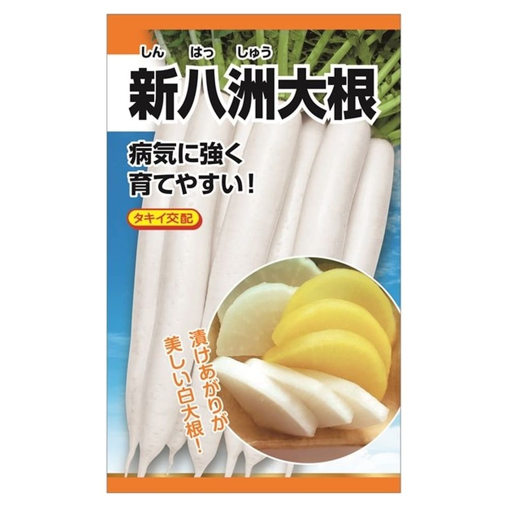 大根 新八洲大根 1