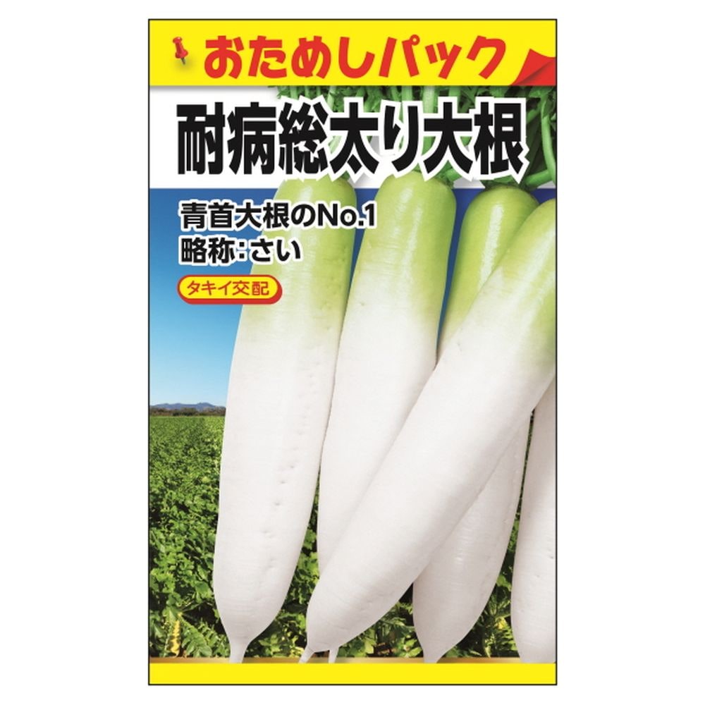 大根 耐病総太り大根 1