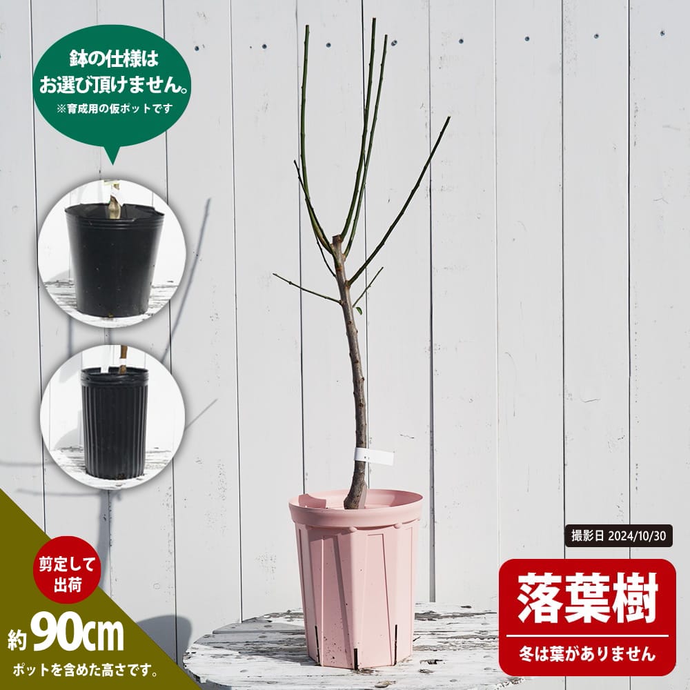 ウメ 改良内田 1