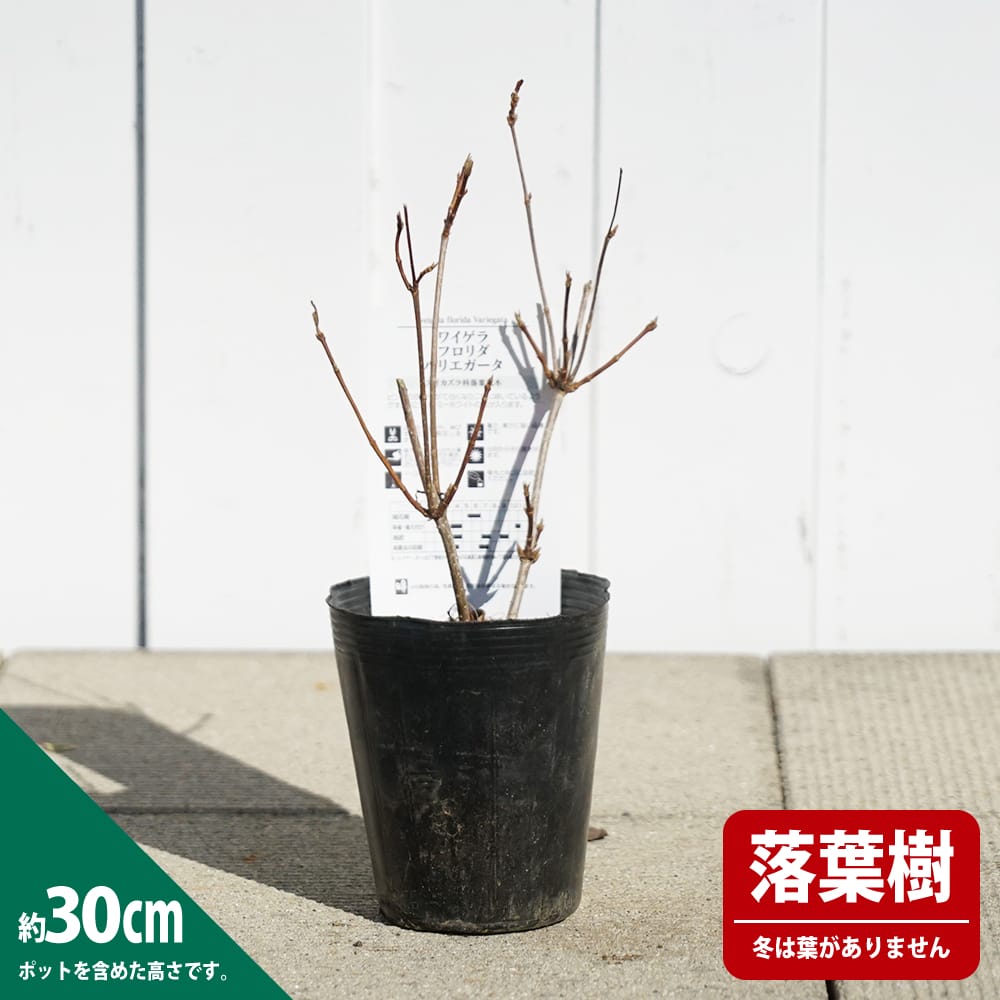 タニウツギ フロリダバリエガータ 1