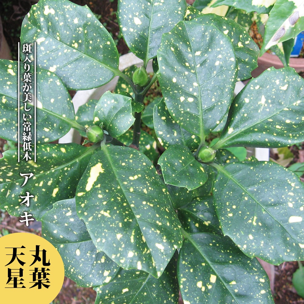 アオキ 丸葉天星の葉