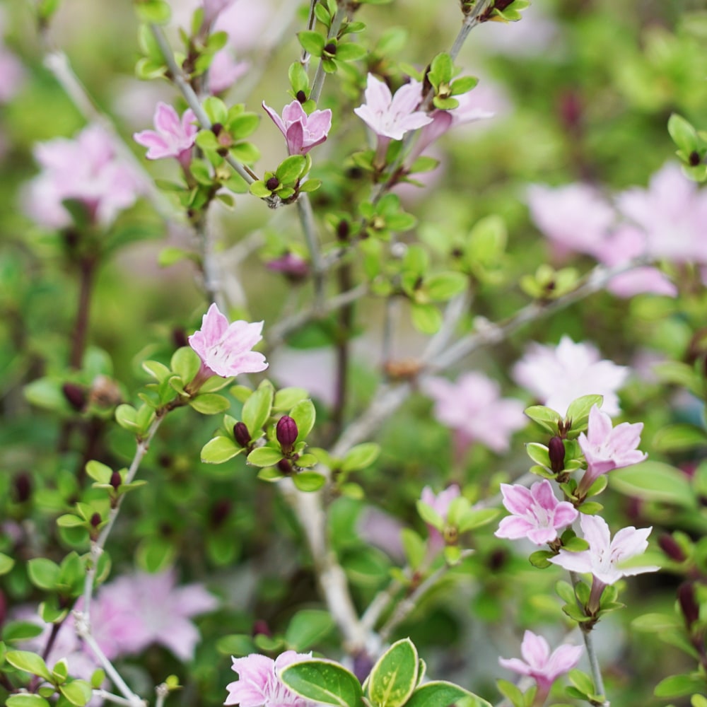 コウチョウゲ フクリン斑 1