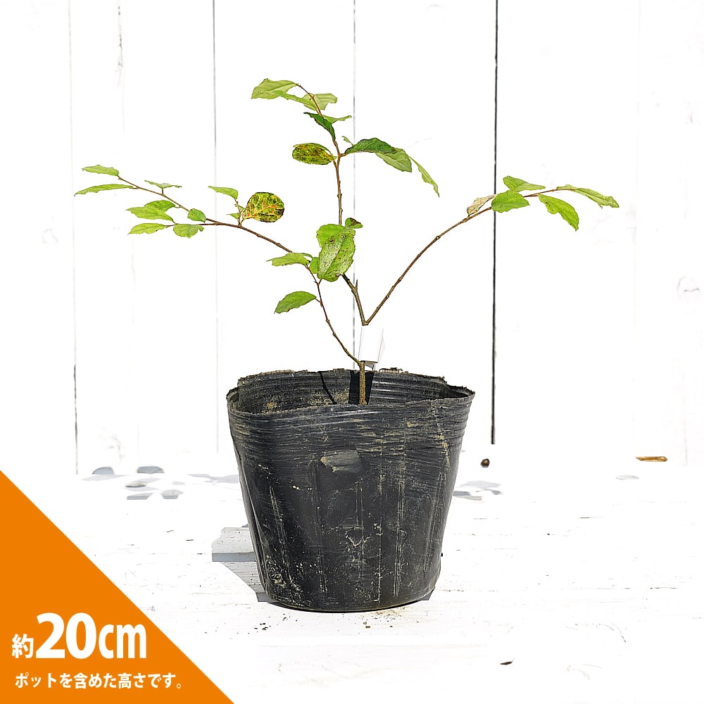 トキワマンサク さざ波 