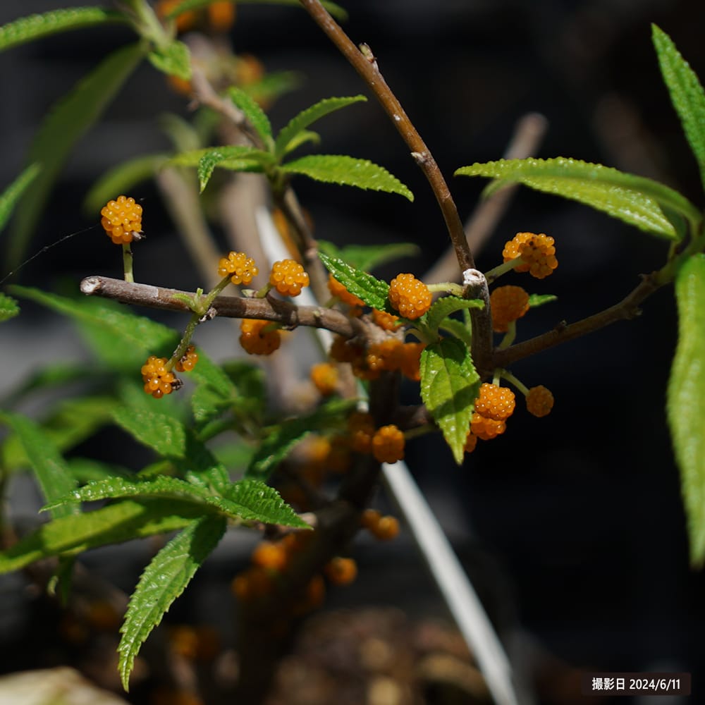 ヤナギイチゴ 1