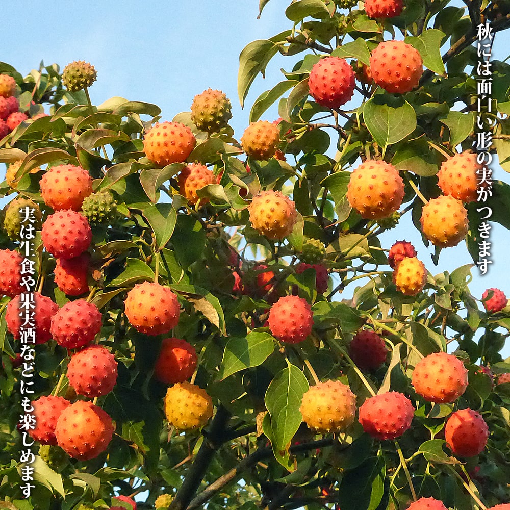 ヤマボウシ ミルキーウェイ 2